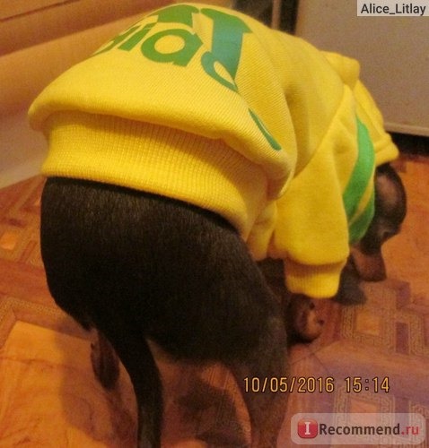 Одежда для собаки/кошки Tinydeal T Shirt Apparel for Puppy Dog - Adidog фото