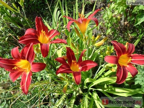 Лилейник / Красоднев / Hemerocallis фото