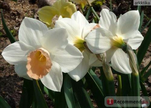 Нарцисс (Narcissus) фото