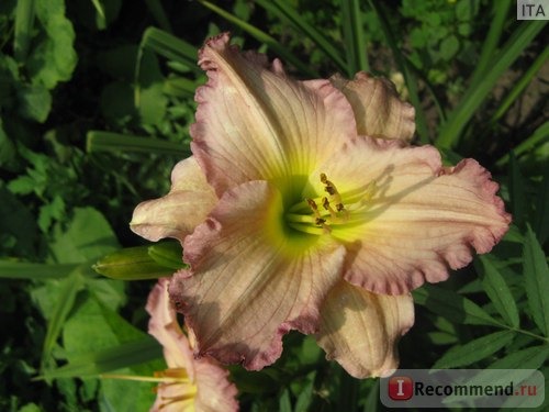 Лилейник / Красоднев / Hemerocallis фото