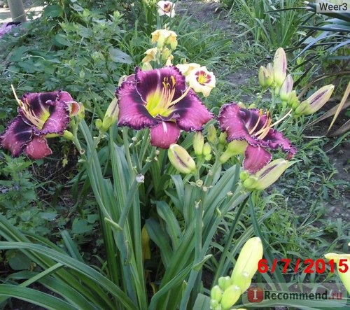 Лилейник / Красоднев / Hemerocallis фото