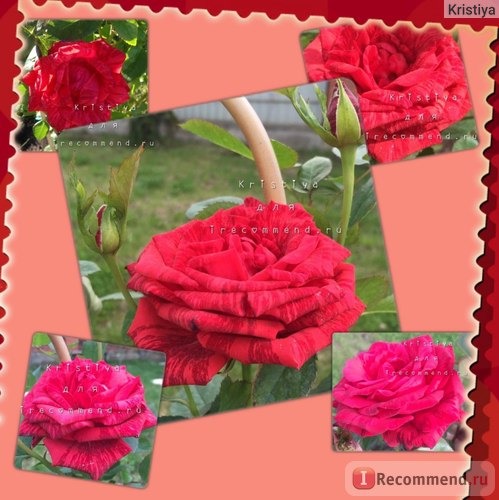 Обычное цветение Ред Интуишн