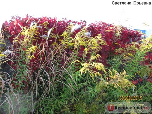 Девичий виноград пятилисточковый ( Parthenocissus quinquefolia) фото