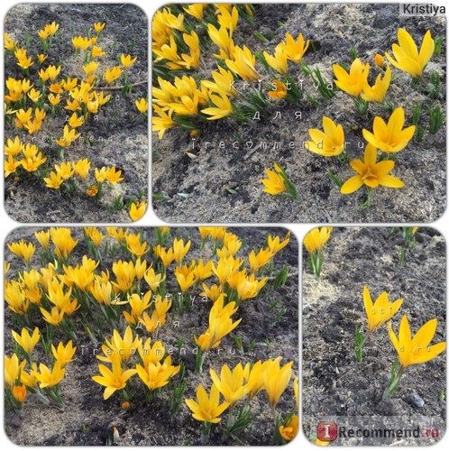 Крокус желтый (Crocus flavus) фото