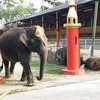Зоопарк на Пхукете Phuket Zoo фото