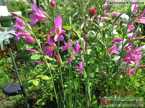 Гладиолус византийский / Gladiolus byzantinus фото