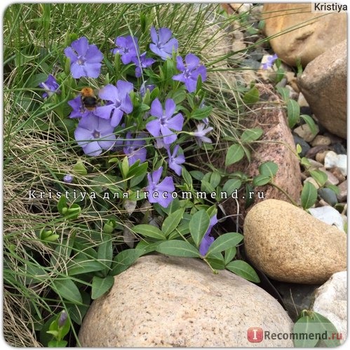 Барвинок малый (Vinca minor) фото