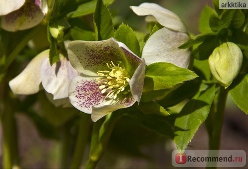 Морозник ( Helleborus) фото