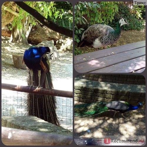 Зоопарк в Риме. Bioparco di Roma фото