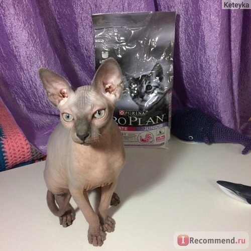 Корм для кошек Purina PRO PLAN Junior Delicate / сухой корм для котят с индейкой и рисом фото