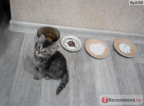 Влажный корм для котят Probalance Kitten 1st Diet с телятиной в желе фото