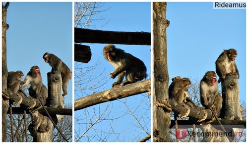 Зоопарк в Риме. Bioparco di Roma фото