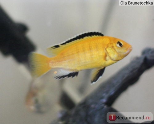 Tetra Cichlid Mini Granules фото