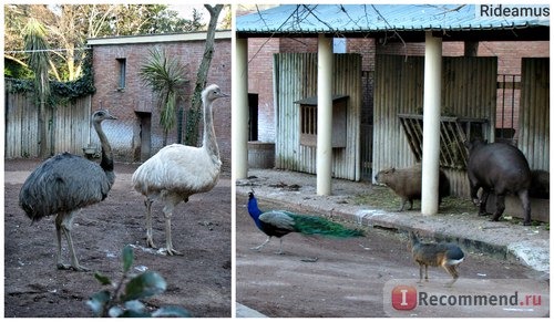 Зоопарк в Риме. Bioparco di Roma фото