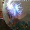 Рыбка петушок / Бойцовая рыбка / Сиамский петушок / Betta Splendens фото