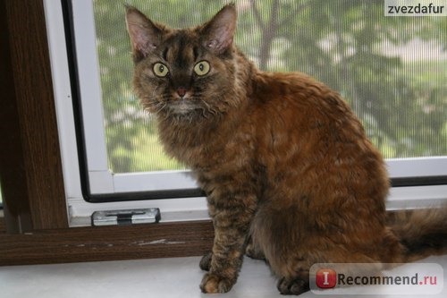 Корм для кошек Brit Care Cat Lilly Sensitive Digestion фото