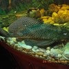 Парчовый глиптоперихт / Glyptoperichthys gibbiceps фото