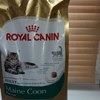 Royal Canin Сухой корм Мейн Кун 31 для кошек крупных пород фото