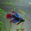 Рыбка петушок / Бойцовая рыбка / Сиамский петушок / Betta Splendens фото