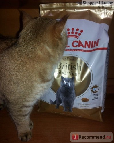 Royal Canin для Британцев фото