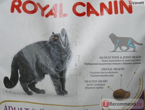 Royal Canin для Британцев фото