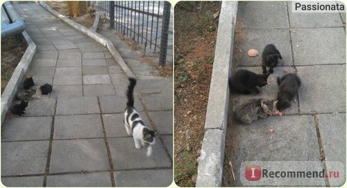 Парк-отель Марат 3*, Республика Крым, Гаспра фото