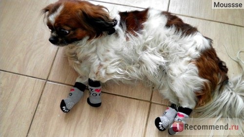 Одежда для собак Miniinthebox My Dear Dog Anti-Skid Socks for Dogs (S-L, Assorted Colors) фото