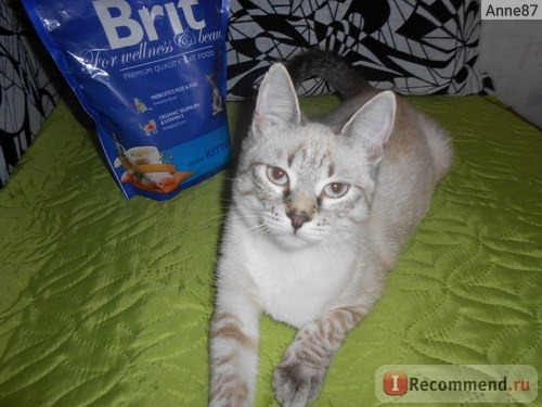 Brit Premium Cat Kitten фото