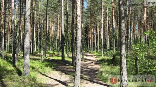 Сосновый лес. Карельский перешеек