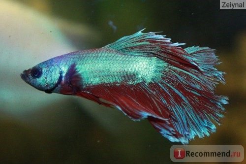 Рыбка петушок / Бойцовая рыбка / Сиамский петушок / Betta Splendens фото