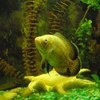 Астронотус / Astronotus ocellatus фото