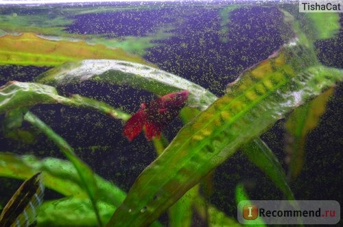 Рыбка петушок / Бойцовая рыбка / Сиамский петушок / Betta Splendens фото