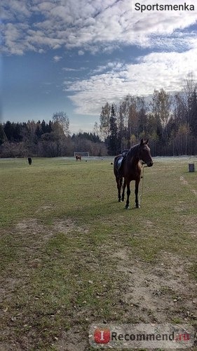 Лошадки