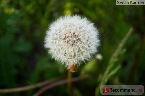 Sony 30mm f/3.5 Macro фото