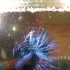 Рыбка петушок / Бойцовая рыбка / Сиамский петушок / Betta Splendens фото