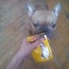 Pedigree® Для взрослых собак всех пород с говядиной фото