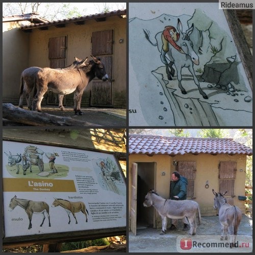 Зоопарк в Риме. Bioparco di Roma фото