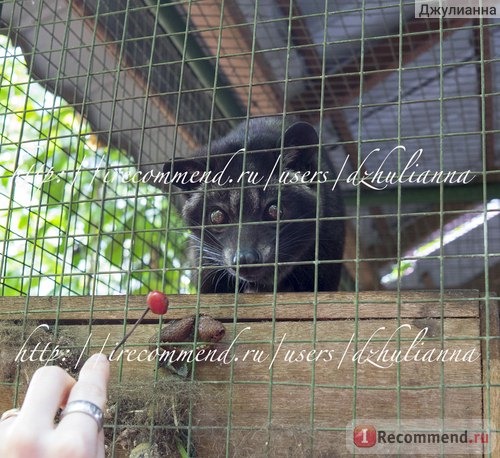 Индонезия, Бали, ферма по производству кофе Лювак (kopi Luwak) I love bas agrotourism фото