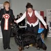 Best in Show. Gordon setter Maxwell. 8,8 лет. 