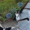 местные коты=)