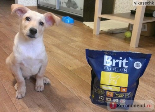 Корм для собак Brit Premium Junior Medium (M) фото