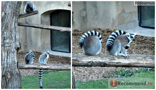 Зоопарк в Риме. Bioparco di Roma фото