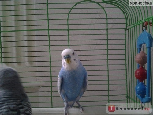 Фимочка