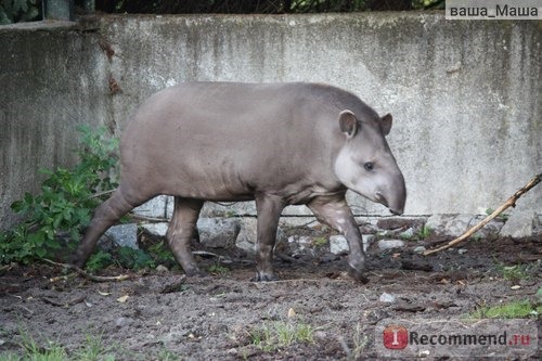 Калининградский зоопарк отзывы