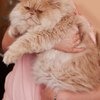 Cat Chow Special Care профилактика Мочекаменной болезни фото