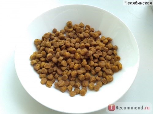 Корм для кошек Purina PRO PLAN Junior Delicate / сухой корм для котят с индейкой и рисом фото