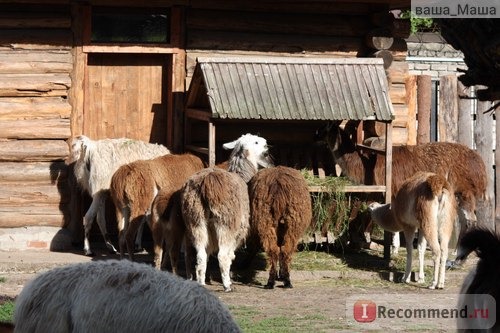 Калининградский зоопарк отзывы