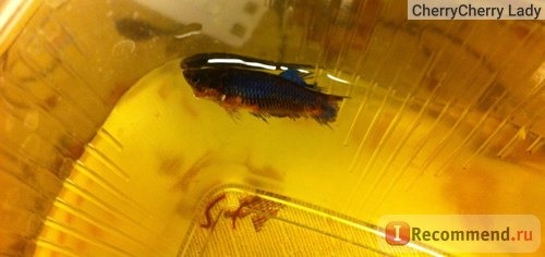 Рыбка петушок / Бойцовая рыбка / Сиамский петушок / Betta Splendens фото