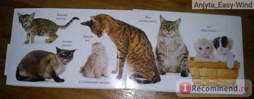 МЯУ. Мэтью Ван Флит фото