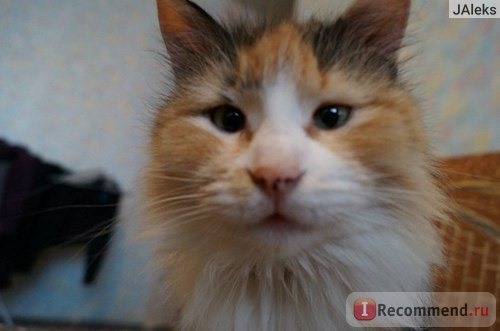 CAT CHOW Sensitiv для кошек с чувствительным пищеварением и склонных к аллергии. фото